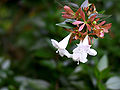 Abelia grandiflora