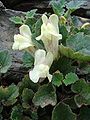 Asarina procumbens