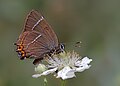 White-letter hairstreak (Satyrium w-album) nectaring on berry flower; Saimbeyli, Adana, Turkey