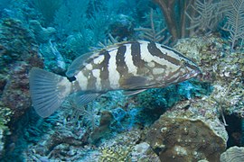 Epinephelus striatus