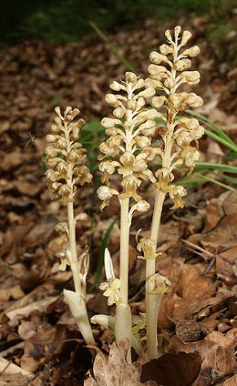 Rusvoji lizduolė (Neottia nidus-avis)