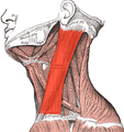 Le muscle sterno-cléido-mastoïdien gauche.