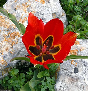 Tulipa agenensis en Israel.