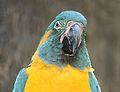 Blue-throated Macaw