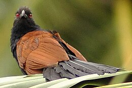 Nagy bozótkakukk (Centropus sinensis)