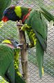 Green Naped Rainbow Lorikeet