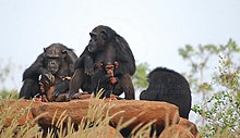 Mothers and infants in Exhibit at Zoo