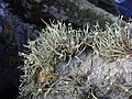 Ramalina siliquosa