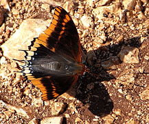 Imago, face supérieure