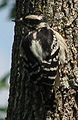 Downy Woodpecker