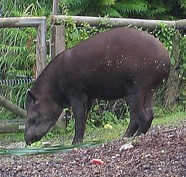 Laaglandtapir