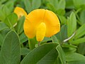 Groundnut Flower