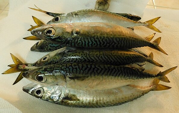 Pacific chub mackerel from San Diego Bay