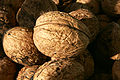 walnuts (Juglans regia)