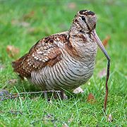 Photographie en couleurs d'oiseau migrateur au plumage brun et gris-beige tenant un lombric dans son bec