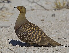 ♂ Pterocles namaqua