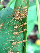 Asian Weaver Ant