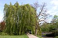 Fagus sylvatica pendula