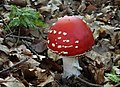 Amanita muscaria