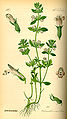 Acinos arvensis (as syn. Calamintha acinos) plate 518 in: Otto Wilhelm Thomé: Flora von Deutschland, Österreich u.d. Schweiz, Gera (1885)