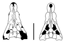 Kalthifrons skull reconstruction