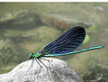 Calopteryx virgo (Beautiful Demoiselle)