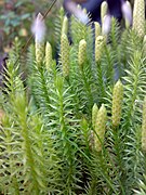 Lycopodium annotinum