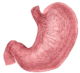 Stomach