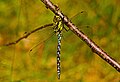 * Nomination Blaugrüne Mosaikjungfer - Aeshna cyanea, Männchen (male) --Hockei 15:45, 17 October 2013 (UTC) * Promotion  Comment Good IMO in any case, but CAs (see the bottom of the branch)--Lmbuga 20:12, 17 October 2013 (UTC)