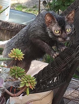 Een Lykoi kat