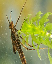 larve Calopteryx