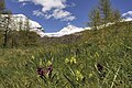 Dactylorhiza sambucina Switzerland - Valais Simplon Pass