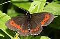 Erebia euryale