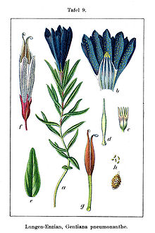 Gentiana pneumonanthe Sturm9.jpg