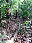 Two women discuss beside two very long tree roots in a forest.