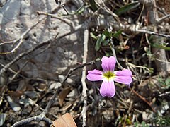 Malcolmia graeca.