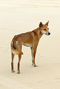 Dingo