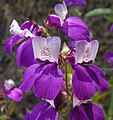 Collinsia heterophylla