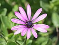 Osteospermum Hybrid