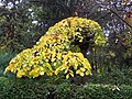 Ulmus glabra 'Pendula'