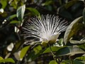 Capparis moonii