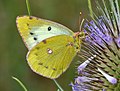 * Nomination Pale Clouded Yellow. --Quartl 09:24, 14 August 2010 (UTC) * Promotion --ComputerHotline 09:51, 14 August 2010 (UTC)