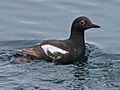 near Gull Island, Kachemak Bay, Alaska