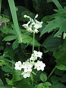 Primula alpicola