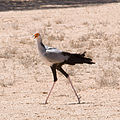 Kalahari, South Africa