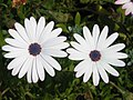 White Osteospermum ecklonis