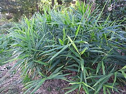 Közönséges gyömbér (Zingiber officinale)