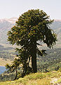 Araucaria araucana molt vella