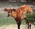 Juvenile Bongo