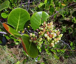 Kultaluumun (Chrysobalanus icaco) kukinto